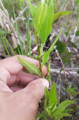 Ampelaster carolinianus