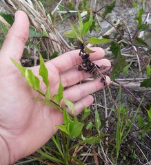 Ampelaster carolinianus