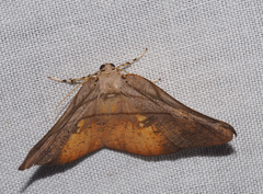 Xenomusa metallica
