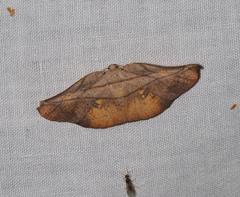 Xenomusa metallica