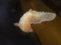 Paliolla cooki