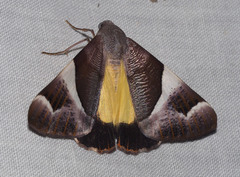 Niceteria macrocosma