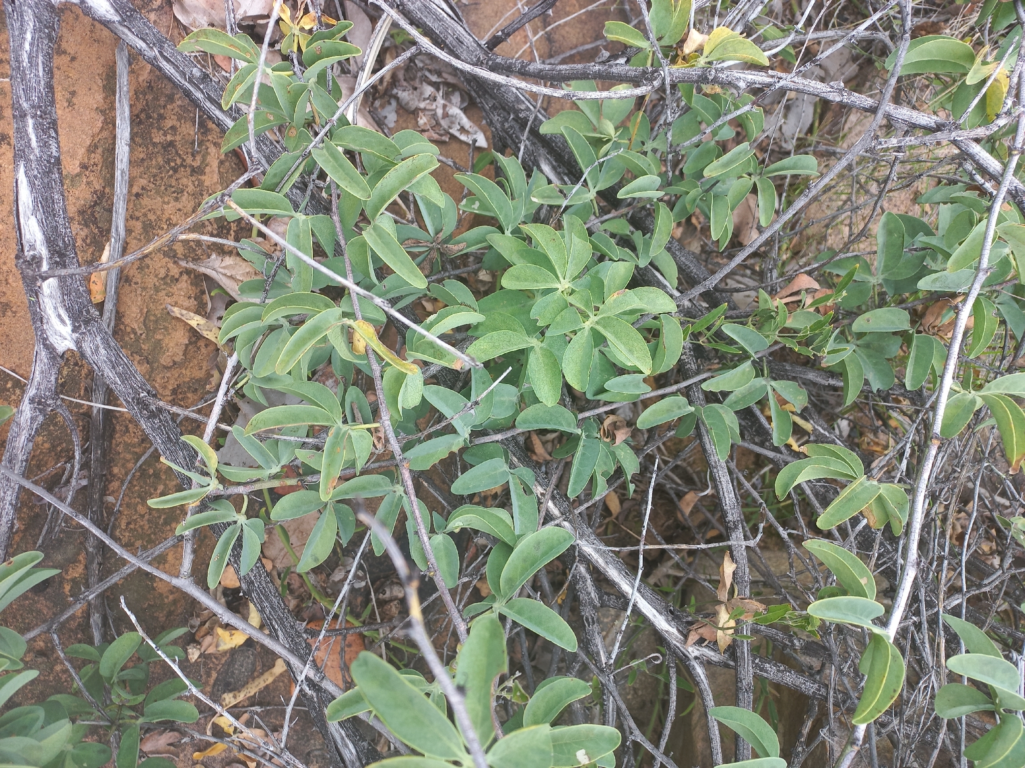 Imagem de Adenia glauca