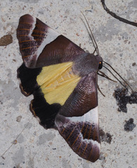 Niceteria macrocosma