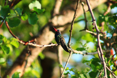 Cynanthus doubledayi