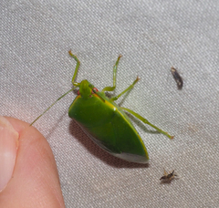Glaucias
