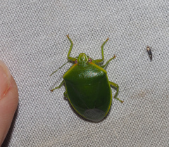 Glaucias