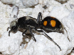 Dasymutilla paraparadoxa