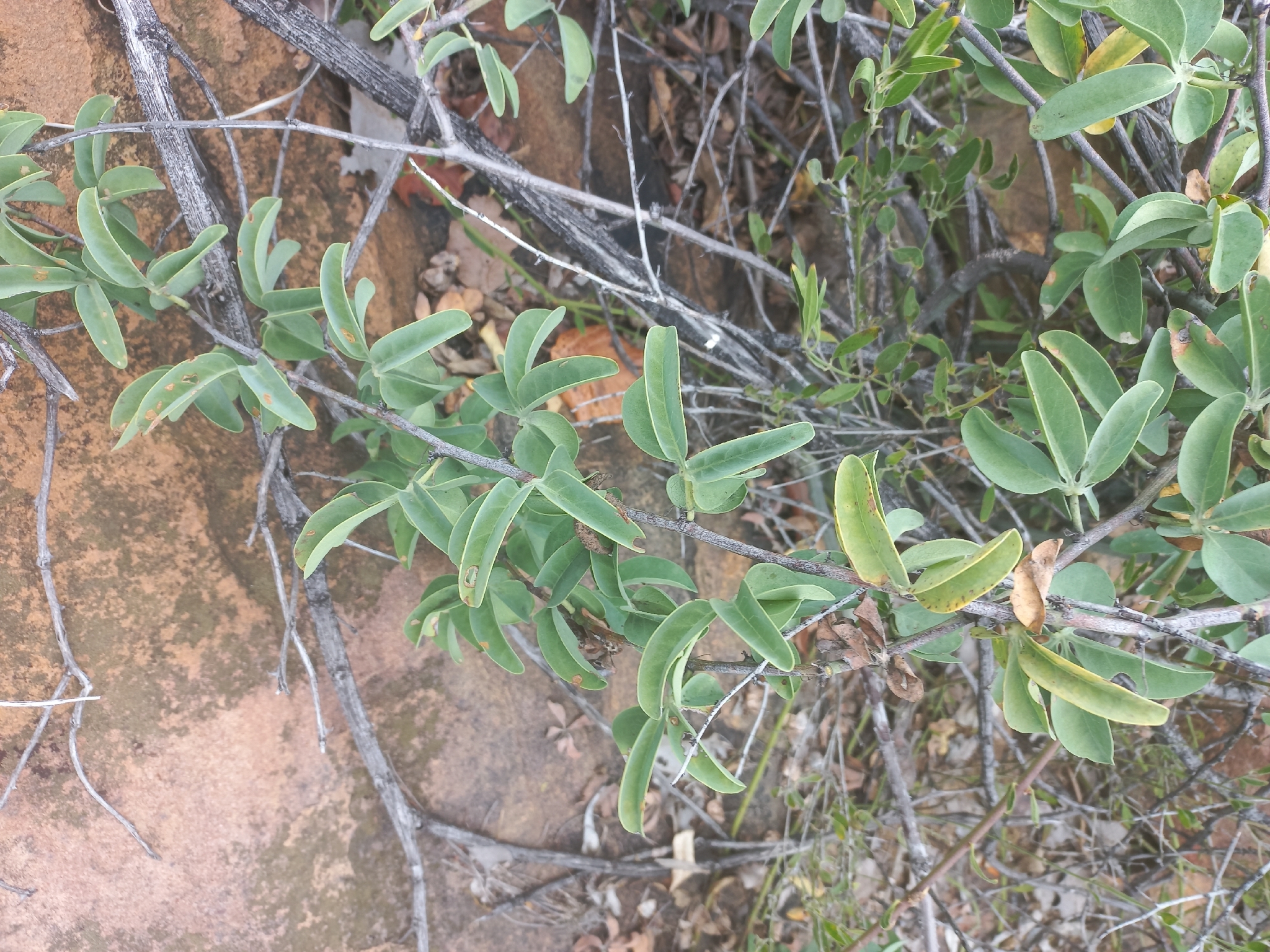 Imagem de Adenia glauca