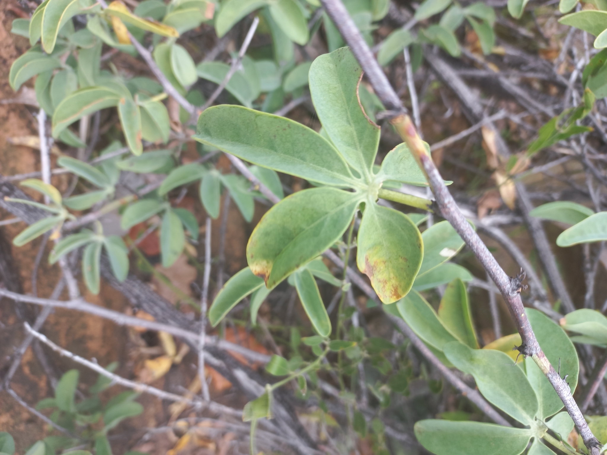 Imagem de Adenia glauca