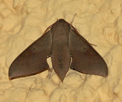 Xylophanes hannemanni