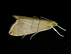 Trischistognatha pyrenealis