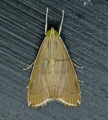 Trischistognatha pyrenealis