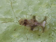 Stephanitis pyrioides