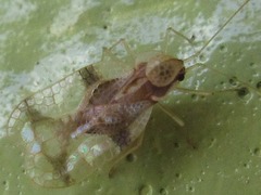 Stephanitis pyrioides