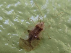 Stephanitis pyrioides