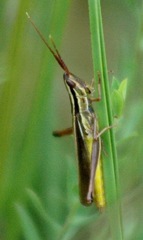 Mermiria intertexta