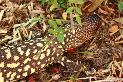 Heloderma horridum