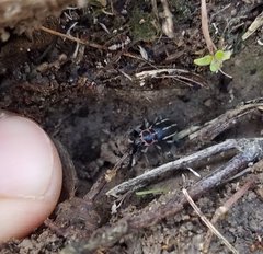Eudiagogus maryae