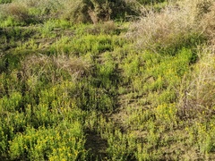 Oncosiphon pilulifer