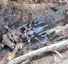 Eudiagogus maryae