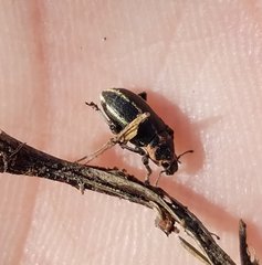 Eudiagogus maryae