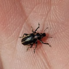 Eudiagogus maryae