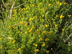 Oncosiphon pilulifer