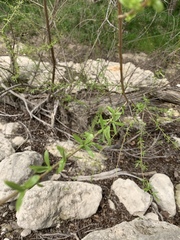 Aloysia gratissima