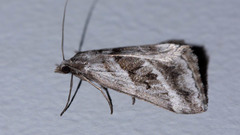 Dichromodes stilbiata