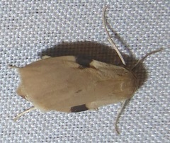 Macotasa nubeculoides