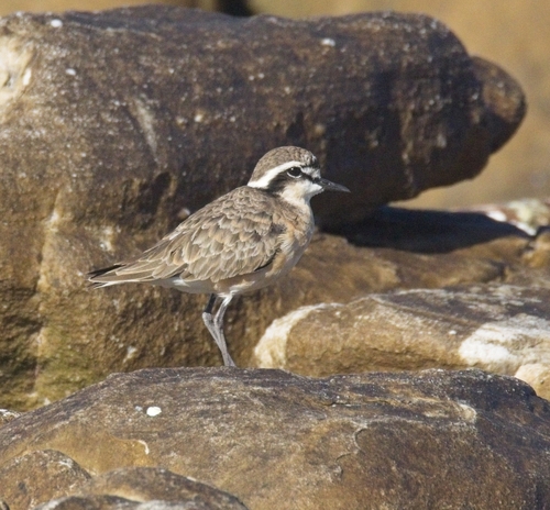 iNaturalist: (c) Daryl de Beer, some rights reserved (CC BY-NC), uploaded by Daryl de Beer iNaturalist image