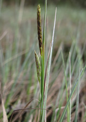 Carex limosa