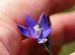 Thelymitra reflexa