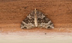 Ecliptopera silaceata