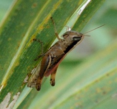 Dichromorpha elegans