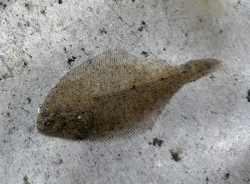 Smallmouth flounder (Etropus microstomus) — Paralichthyidae