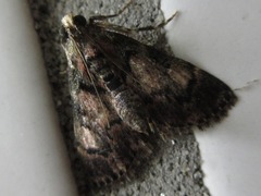 Termioptycha