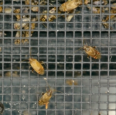 Hamatophylus guttulosus