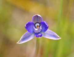 Thelymitra reflexa