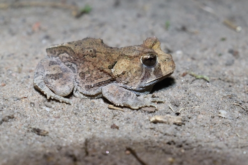 Proceratophrys ararype