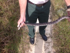 Pituophis melanoleucus mugitus