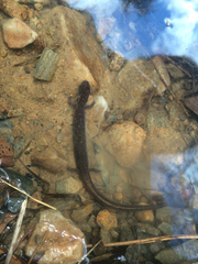 Eurycea multiplicata