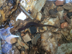 Eurycea multiplicata