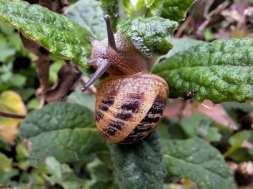 Cornu aspersum