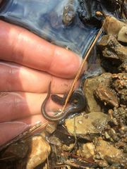 Eurycea multiplicata