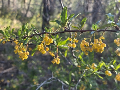 Berberis fendleri, photograph 5