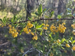 Berberis fendleri, photograph author not stated, no rights reserved