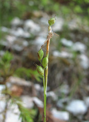 Carex alba