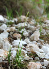 Carex alba